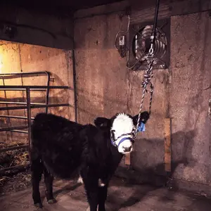 Little Bungee 2 ft Training Device for Cattle - Quick Release Included
