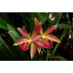 Hawaiian Leopard 'Mei-Ling' (Whole Plant) Orchid Flower Orchid Varieties