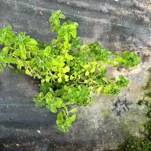 Plectranthus Vicks Succulent Fragrant Succulent