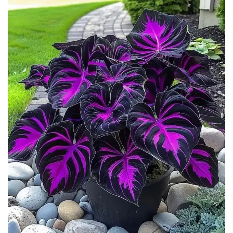 Rare Hosta Flower Seeds - 200 Purple & Black Leaves for Perennial Shade Garden - Easy to Plant All Seasons Ornamental Foliage for Landscaping