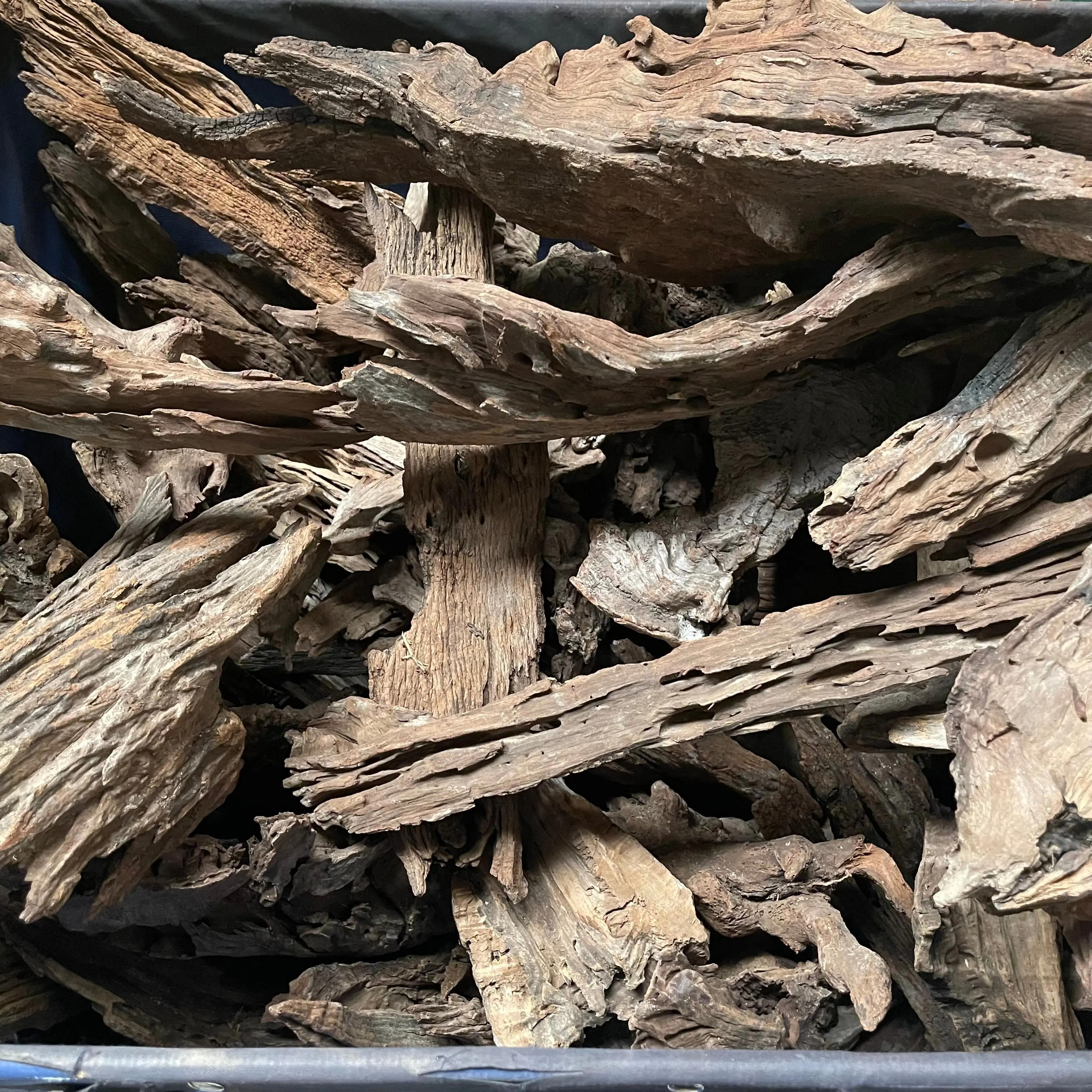 Malaysian Driftwood - XXXL up to 34 inches