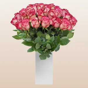 Roses Bicolor White & Pink 60cm Long Stems Premium Ecuador Imported 100 Stems 8-15 Days Vase Life Fresh Direct From Grower