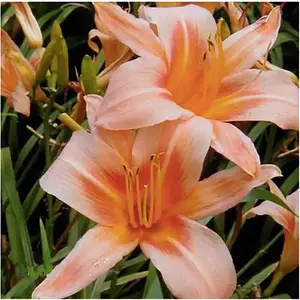 Pink Daylily - Bare Root Plant, Hardy Perennial for Zone 4, Delicate Pink Blooms, Low Maintenance, Ideal for Full Sun or Partial Shade, Perfect for Garden Borders & Landscapes
