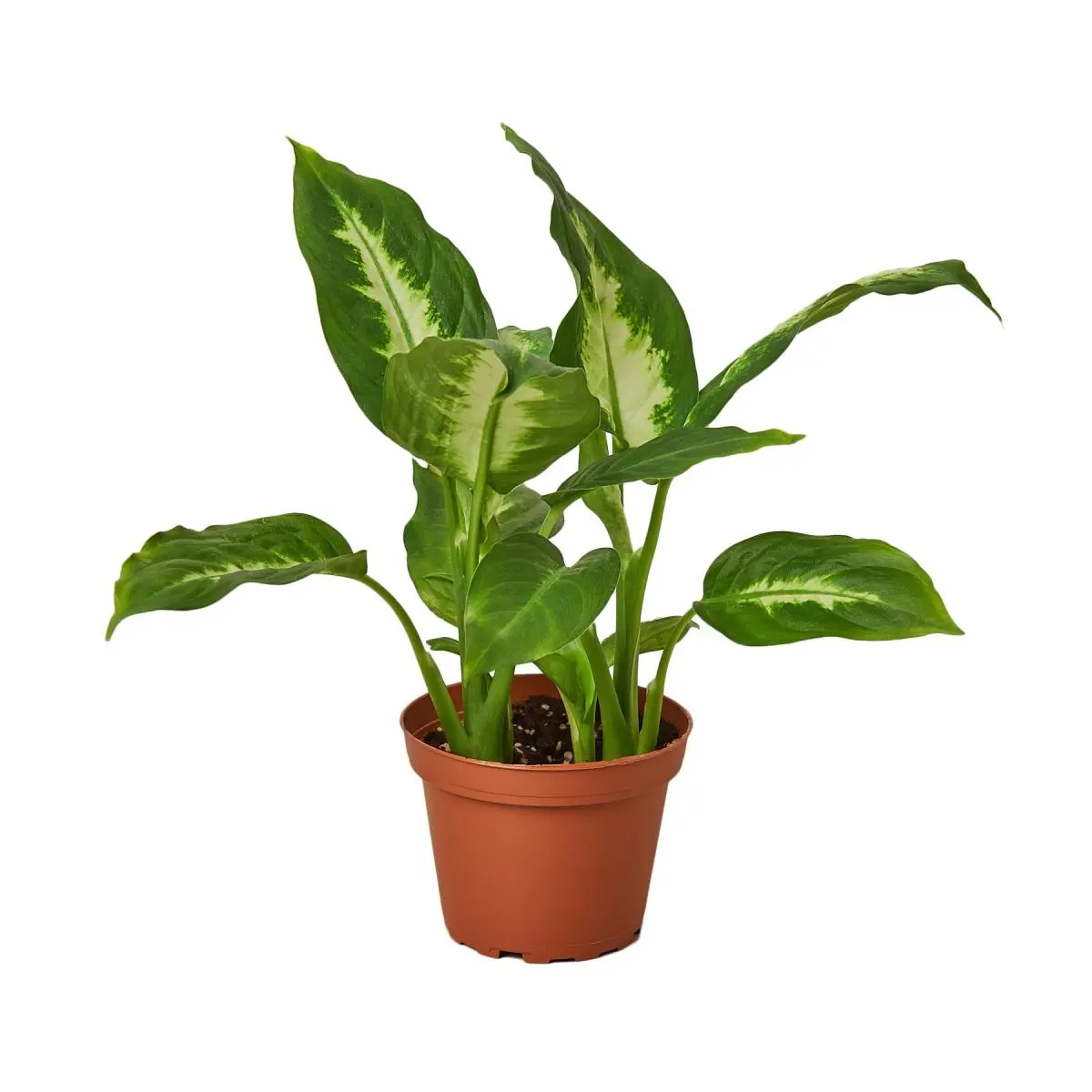 212 MAIN Variegated Dieffenbachia Camille Dumb Cane Live Potted Indoor Plant, 4 in. Pot Variegated Houseplant, Potted Indoor Plants