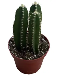 Jumbo Fairy Castle Cactus 4" Potted Live Plant - Acanthocereus tetragonus - Whimsical Spires - Easy Care - Architectural Cactus - Unique Indoor Succulent - Low Maintenance Desert Plant - Miniature Tower Cactus - Beginner Friendly Houseplant