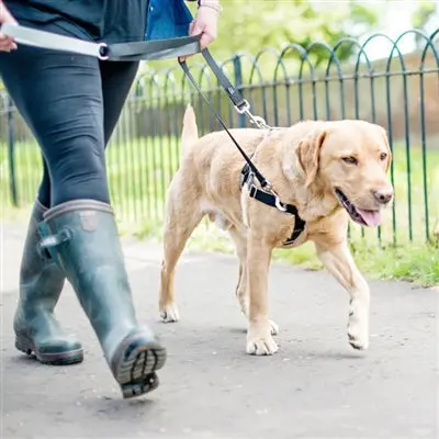 Freedom No-Pull Dog Harness | Durable Dual-Clip Design