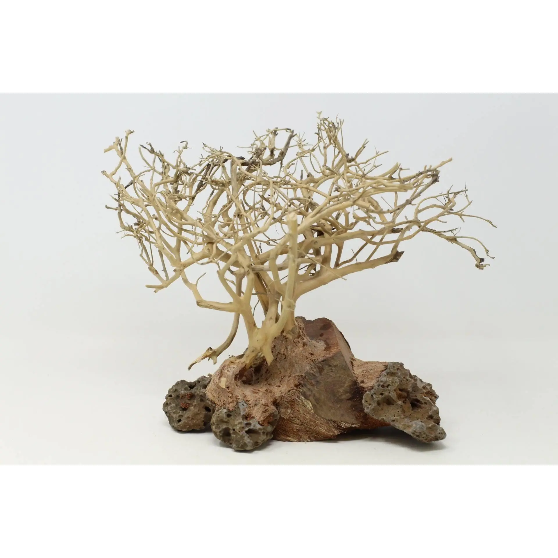 Aquarium Driftwood Bonsai Tree AquaSpace Fish Planted Freshwater BB Random Pick