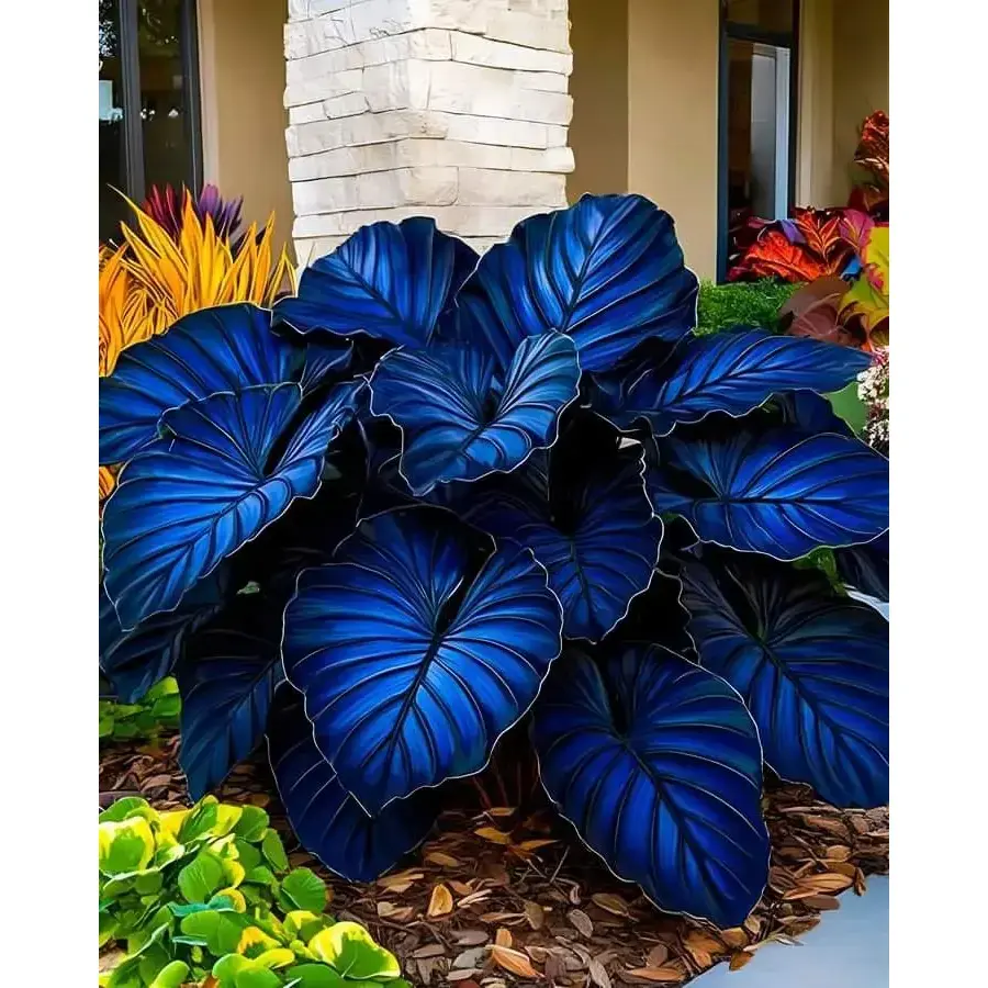how to care for a calathea plant - TikTok Shop