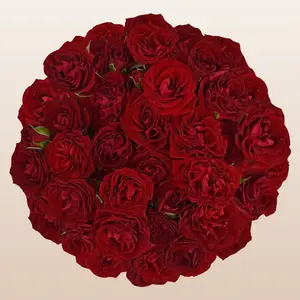 Spray Roses Red 12 Bunches 10 Stems with Clear Sleeve 40cm 3-4 Blooms Per Stem for Home Florists DIY Wedding Planners