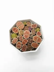 Live Lithops (Living Stones) - Seed-Grown, 3+ Years Old, Brain Texture, Unique Pattern Succulent Plant (Exact Plant Shown)
