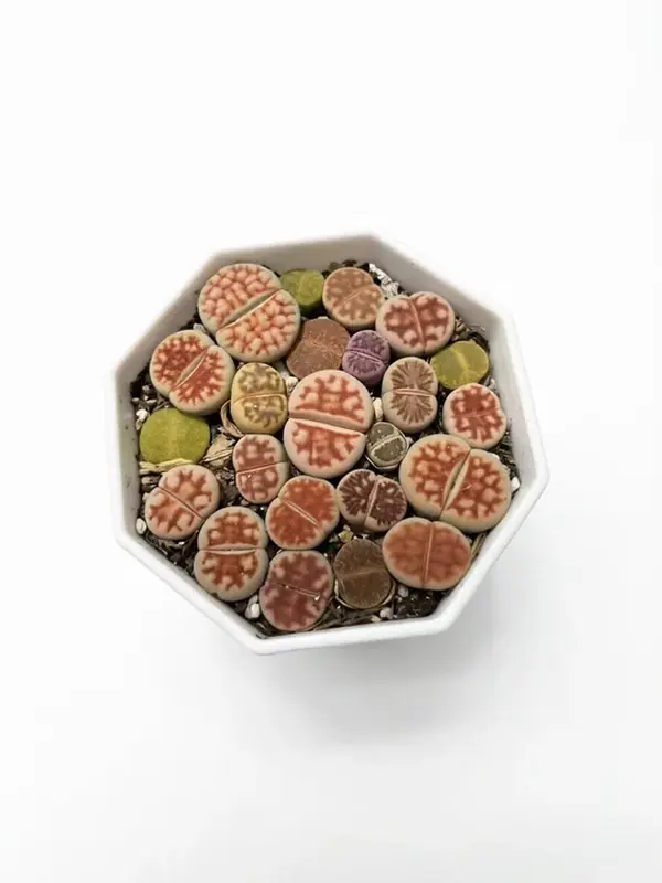 Live Lithops (Living Stones) Succulent Plant - Seed-Grown, 3+ Years Old, Brain Texture, Unique Pattern, Exact Plant Shown, Thick Carrot-Like Taproot, Forgiving, Home Decor, Collector-Focused