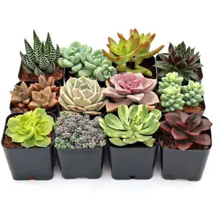 Assorted Succulent Pack Assorted Succulent Pack