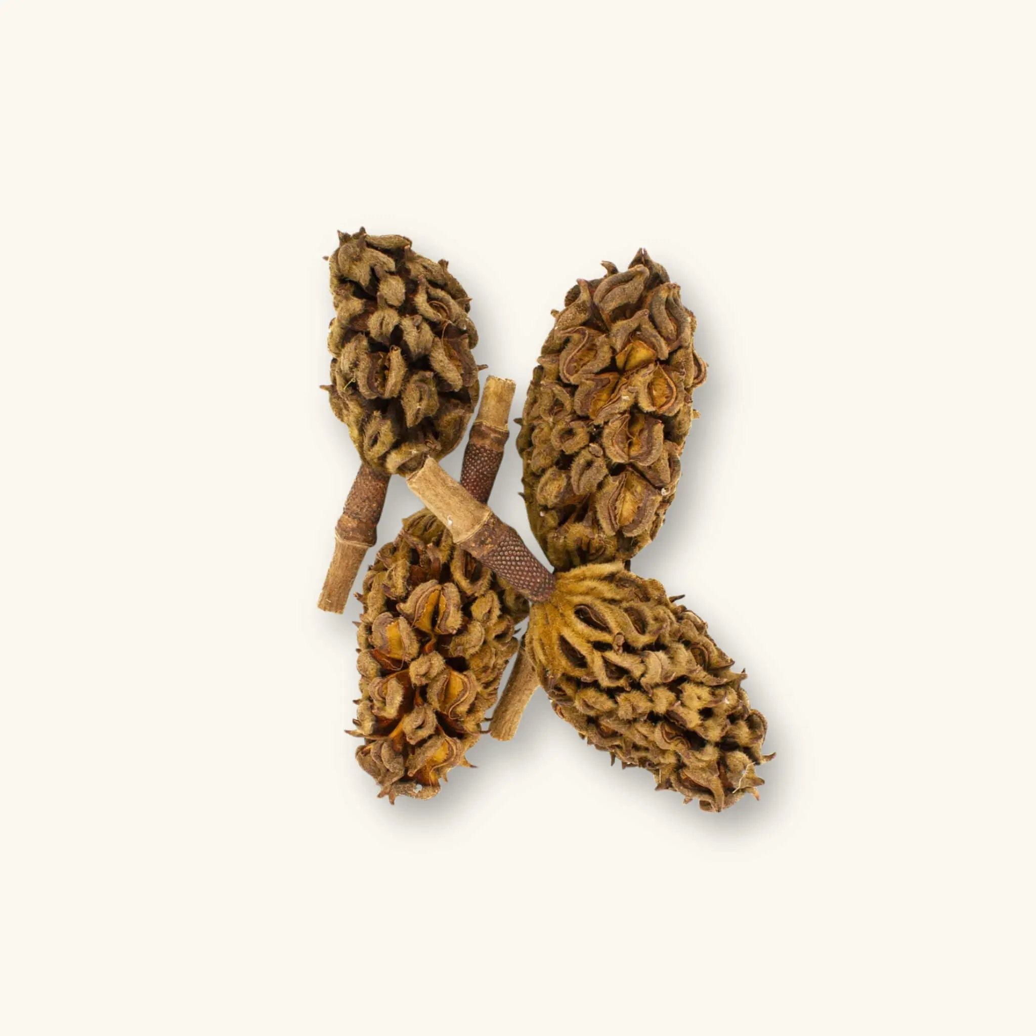 Natural Southern Magnolia Pods (1c/4c) by Betta Botanicals for Shrimp Tanks & Blackwater Aquariums