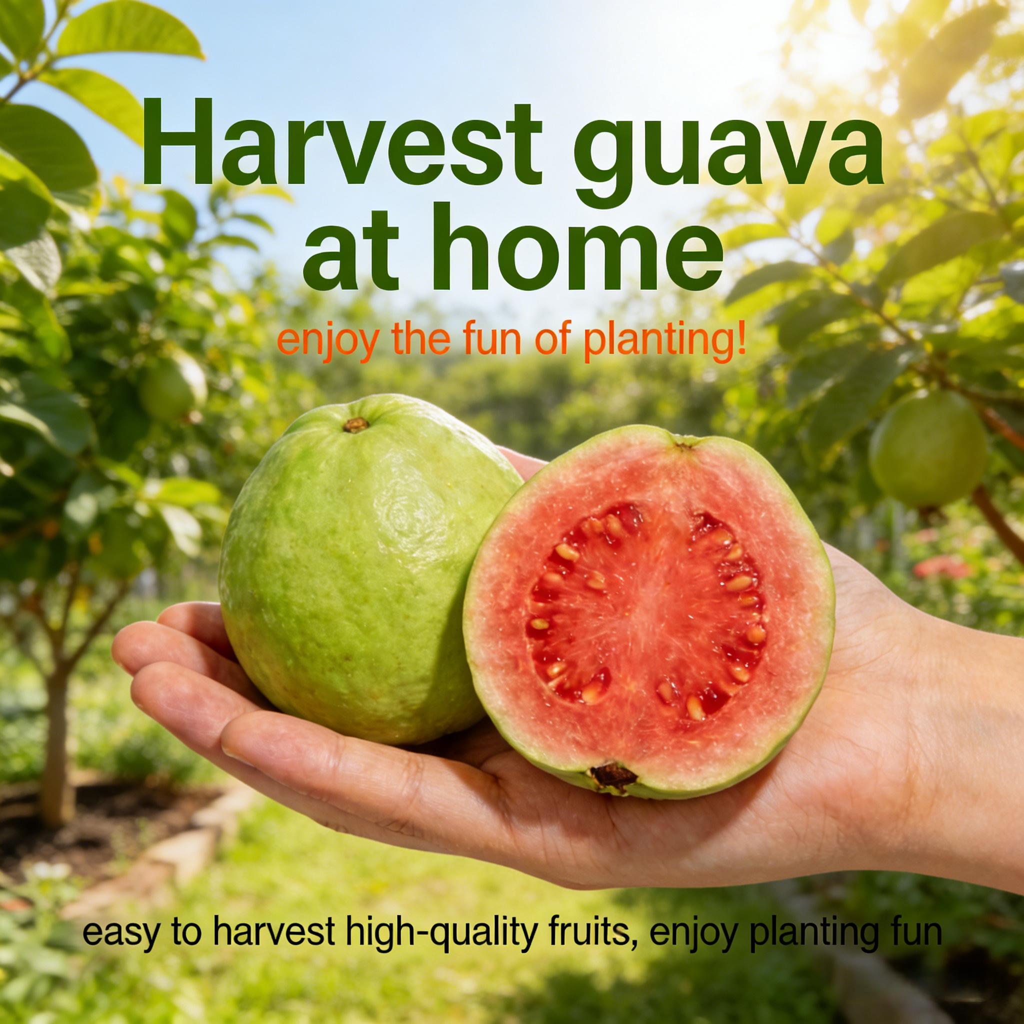 Tropical Guava Tree Seedling – Perfect Fruit Tree for Container Garden and Small Spaces