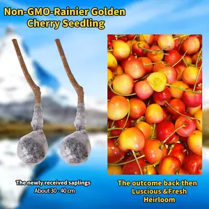 Heirloom Non-GMO Golden Cherry Sapling - For Pots, Greenhouses & Outdoor Gardens - Easy to Grow / Easy to Cultivate - Fruit Tree Saplings, Ideal for Gardening Enthusiasts