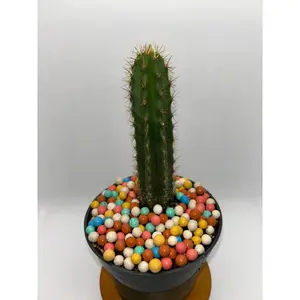 Trichocereus Bridgesii, San Pedro Cactus, 6-9in, Seed Grown