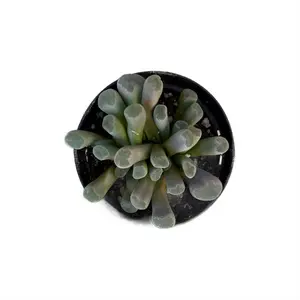 Baby Toes | 2.5 inch | Fenestraria rhopalophylla | Mimicry Plants | Live Succulent | Drought Tolerant