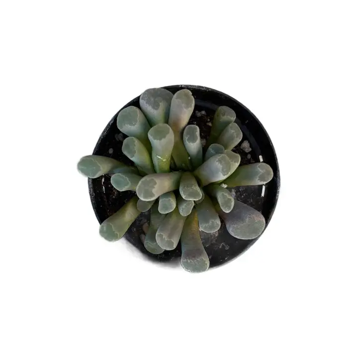 price of succulents 6 Pack