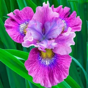 50 Heirloom Iris Seeds Fragrant Flower Plant (much less money than bulbs)