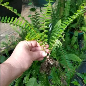 Boston Fern 1 Bare Root plant