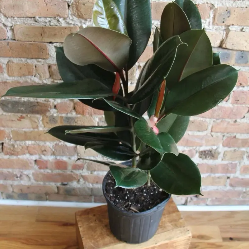 Ficus Burgundy Potted Live Plant 8in - Variegated Rubber Tree - Camouflage Foliage - Cream, Pink, & Green, Bright Colors - Easy Care Houseplant - Tropical Gift - Unique Indoor Tree - Glossy Texture - Robust Greenery - Statement Plant - Ficus Elastica