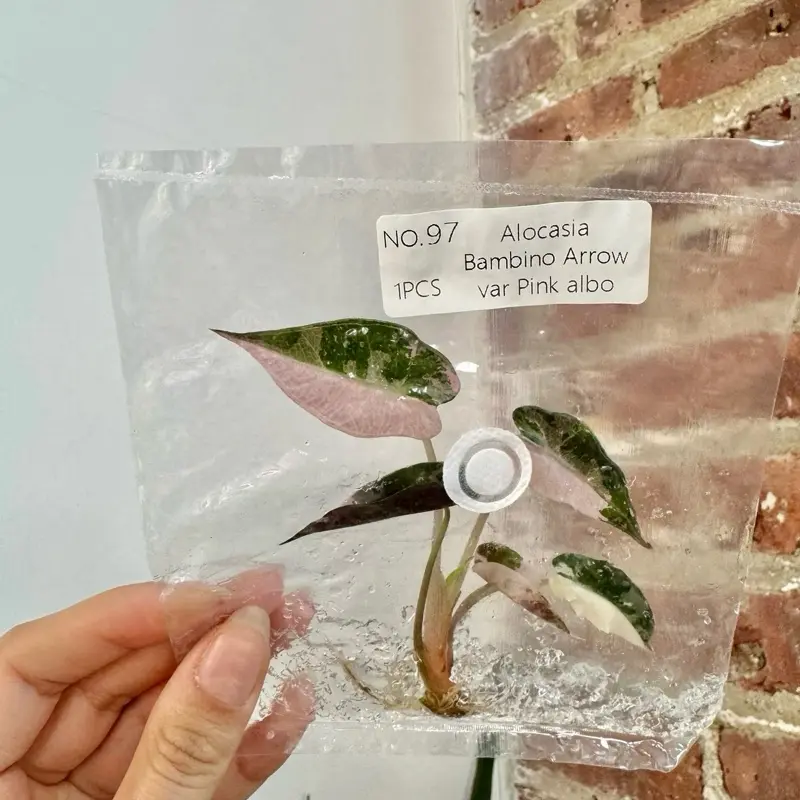 Alocasia Bambino Albo Pink TC Plantlet