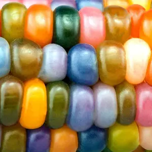 30 Glass Gem Indian Corn Seeds for Growing