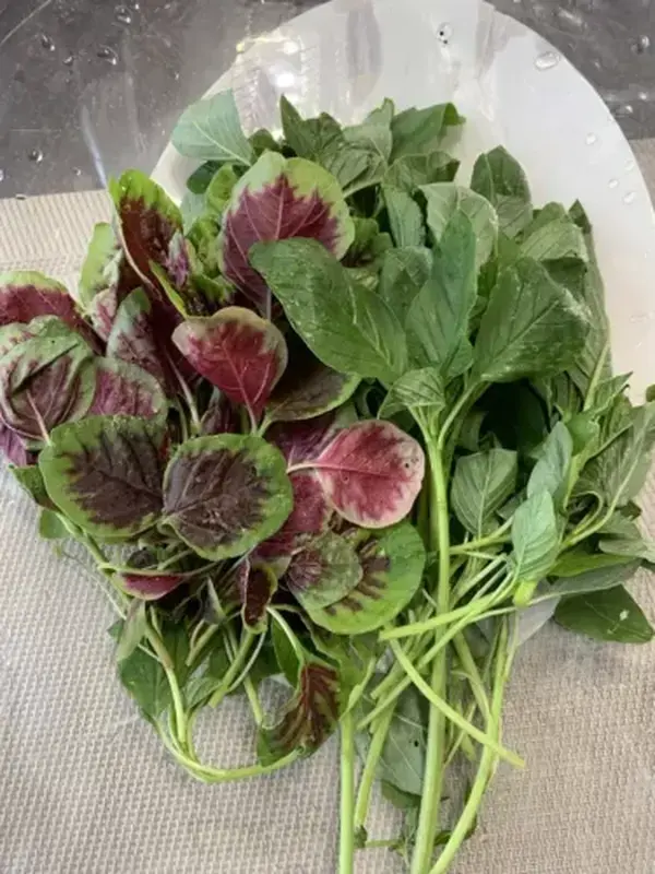 1000+ Mix Amaranth Seeds - ( Green And Red Stripe), NON-GMO,