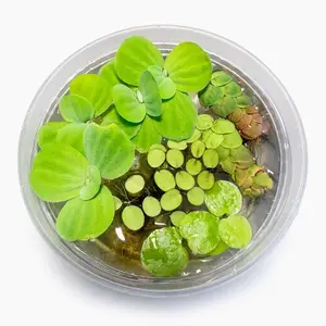 Aquarium Floating Plant Mix | 10-Pack Red Root Floater, Water Lettuce & Salvinia Minima