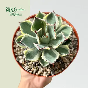 Agave Kissho Kan, Lucky Crown Century Plant, Variegated Succulent in 6" pot