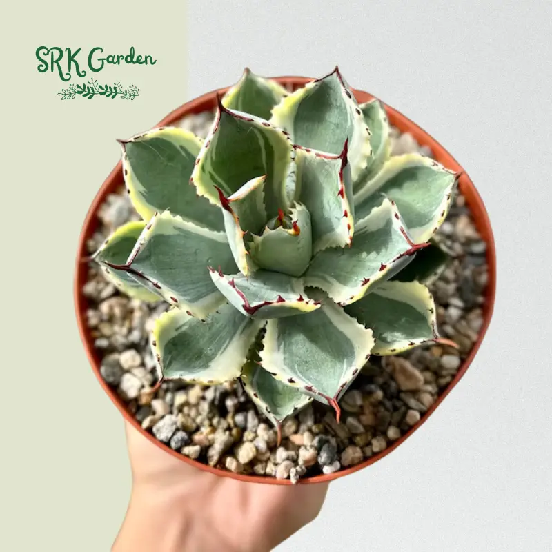 Agave Kissho Kan, Lucky Crown Century Plant, Variegated Succulent in 6" pot