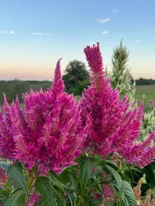 Summer Sherbet Celosia Seed, 50 Seeds Rainbow Sherbet Plume Celosia