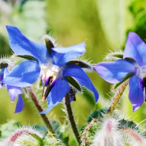 Borage (Borago officinalis) Organic Seeds – Blue Star Flowers, Edible and Medicinal Herb, Pollinator-Friendly Annual