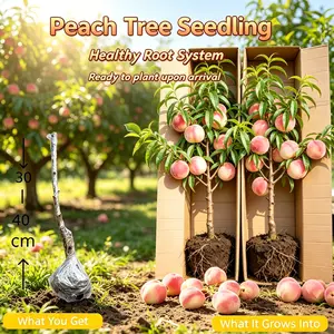 Live Dwarf Peach Tree | Sweet Succulent Peach Seedlings for Home Gardens