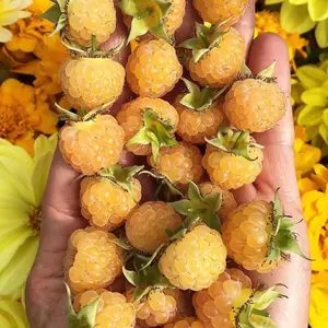 Golden Raspberry Seeds (Rubus idaeus) Yellow-fruited raspberry variety with mild, sweet flavor; vigorous perennial bramble suitable for home gardens and fresh snacking