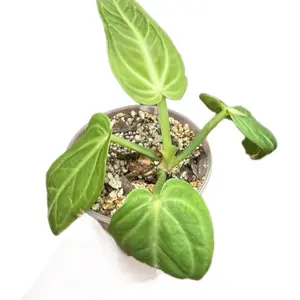 Anthurium Millennium - Vibrant Green Leaves in Ceramic Pot - Perfect for Indoor Gardening