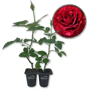 Red Intuition Rose Bush - Live Starter Plants in 2 Inch Pots - Beautifully Fragrant Heirloom Rose from Florida - A Versatile Beauty with a Rich Fragrance