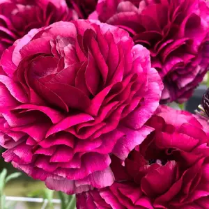 (5) Elegance Nero Ranunculus Corms Bulbs Plants Tubers Spring Garden Flowers