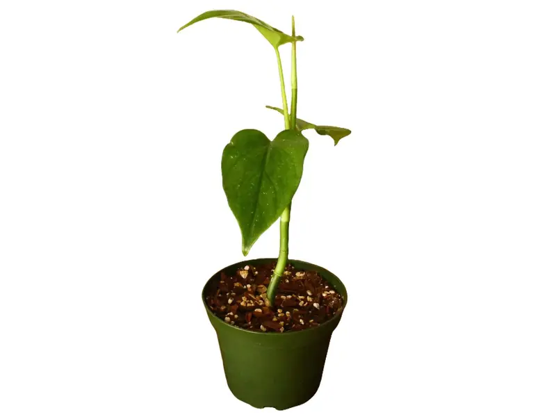 queen of the night flower plant Queen of the Night "Epiphyllum Oxypetalum"  Baton Rouge Succulent Co