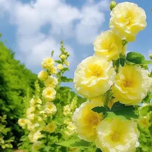 Hollyhock, with 200 easy-to-grow double-flowered seeds, adds vibrancy and lasting beauty to the garden, making it ideal for landscaping fences, borders, patios, and backyards.