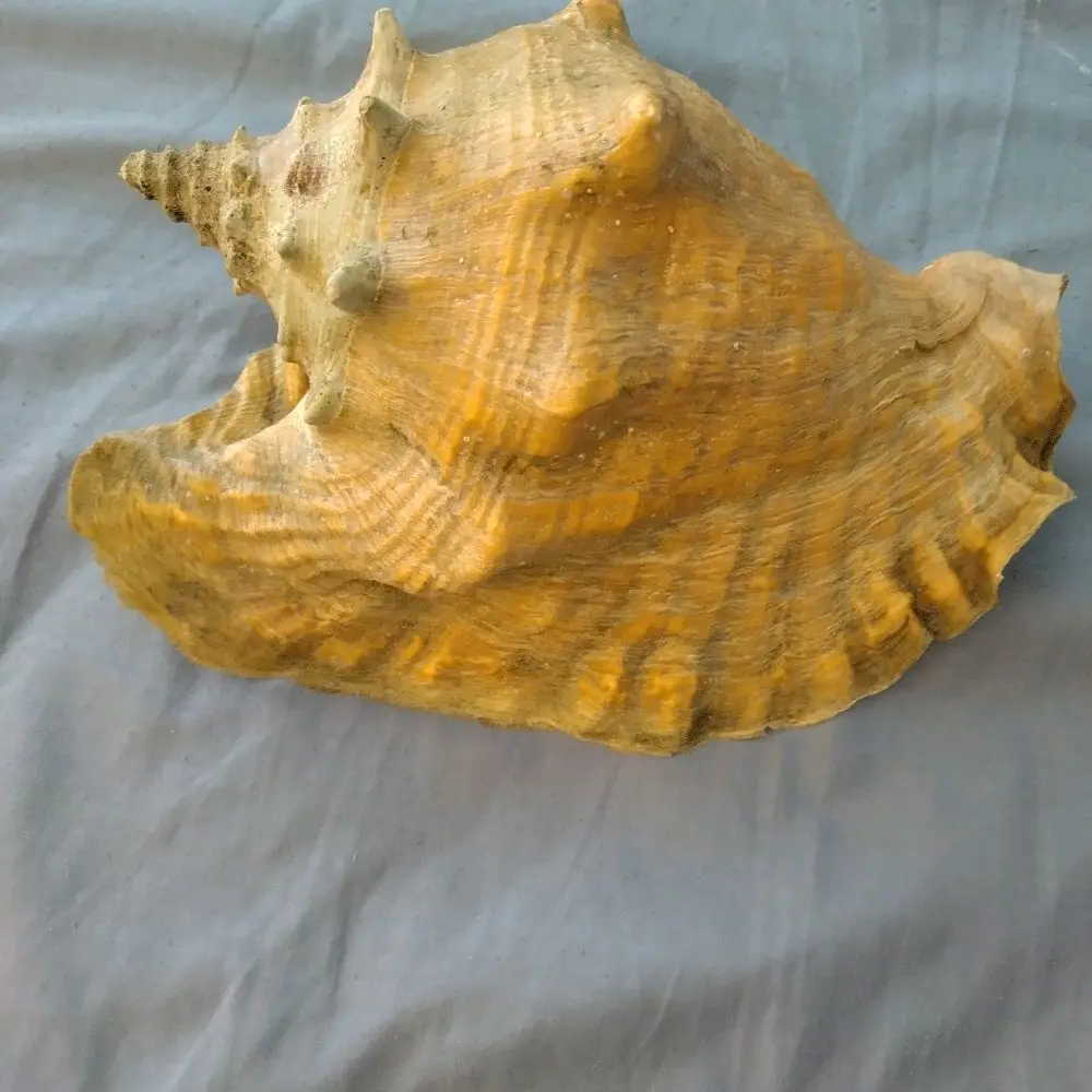 Home Decor Seashell