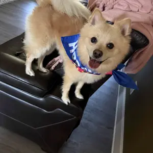 HONEYCARE Male Female Dog Diapers Wraps Super Absorbent Breathable Wetness Indicator Suspenders Design Pet Products 40 Wraps per Pack for Toilet Training