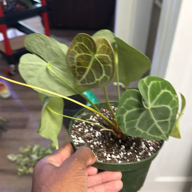 Anthurium clarinervivum