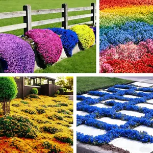 1000PCS Creeping Thyme Seeds | Perennial Ground Cover Plant, Non-GMO Aromatic Herb, Easy to Grow and Low Maintenance, Drought-Tolerant, Suitable for Gardens, Pathways and Outdoor Landscaping