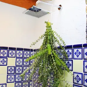 Eucalyptus Natural Large Bundle for Shower Hanging Home, Bouquets Decor 100% Fresh Product Nature Decoration