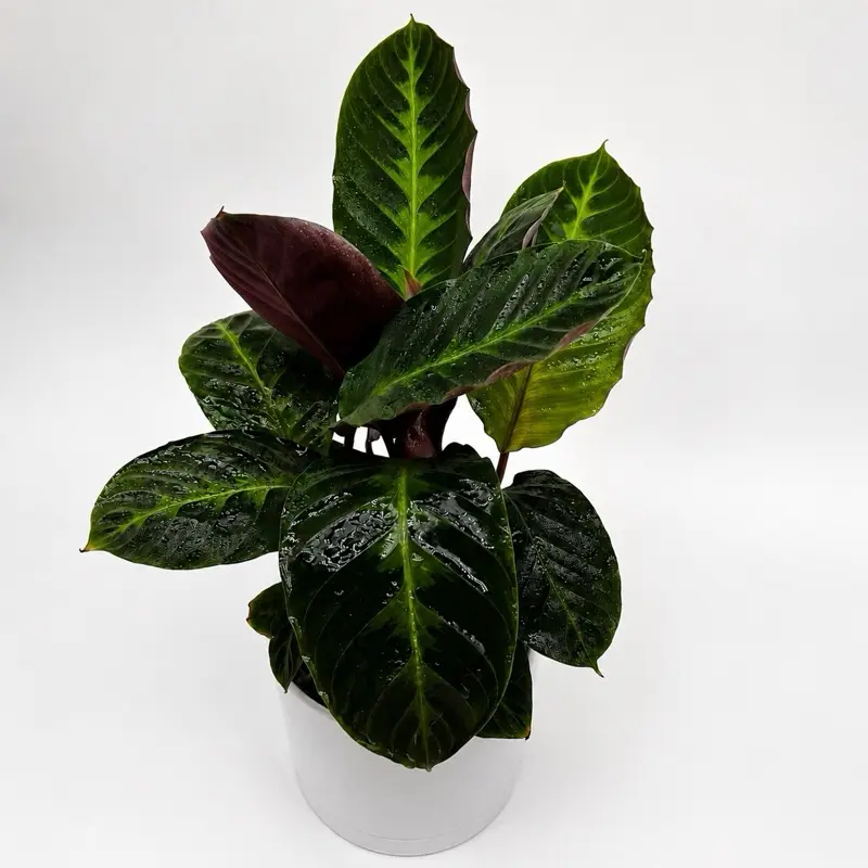 Calathea Warscewiczii velvet 6"  Pet-Friendly Tropical Plant with Attractive Foliage, Low-Maintenance Care, and Low Humidity Preference