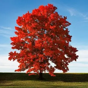 50+ Red Maple Seeds for Planting Outdoors Heirloom Maple Tree Seeds Acer rubrum Cold Stratification for Optimal Germination Great Gift for Bonsai Lovers