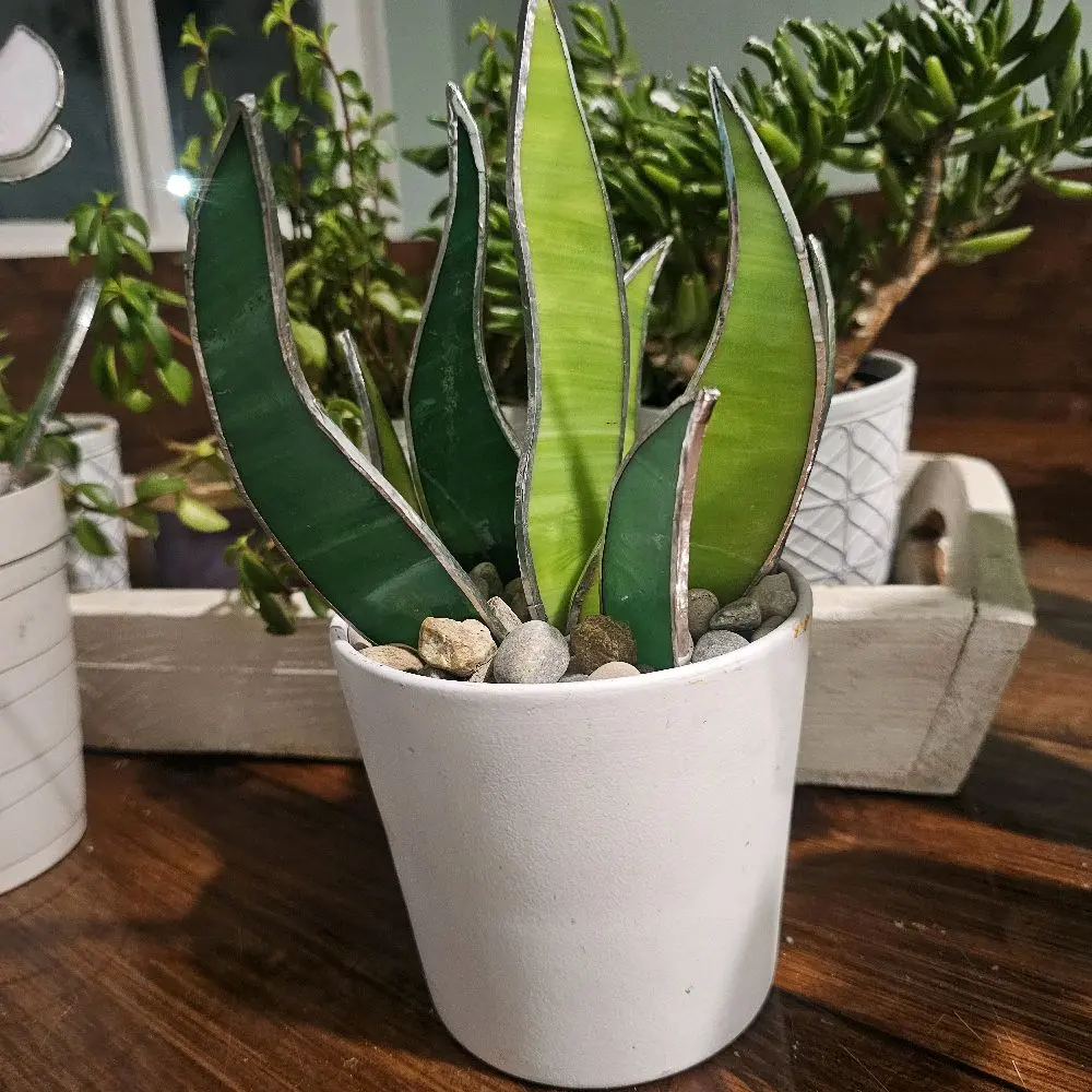 Stained glass snake plant Stained glass snake plant