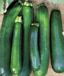 100 seeds Burpee Black Beauty Zucchini Summer Squash Seeds