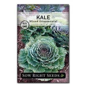 Mixed Ornamental Kale